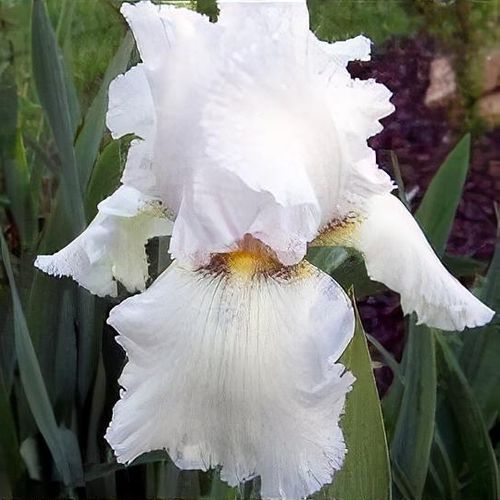 Iris 'Lacy Snowflake' - Shoot