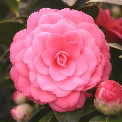 Camellia japonica 'Mrs. Tingley' - Shoot