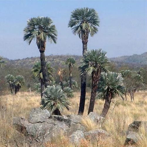 WPJ・Trithrinax campestris トリスリナックス カンペストリス