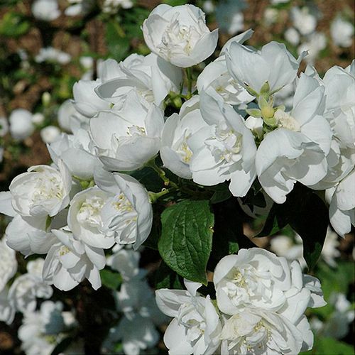Philadelphus 'Snow White Sensation' - Shoot