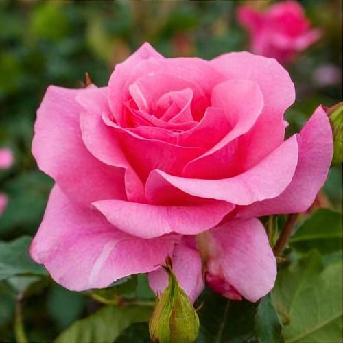 Rosa's romance deals perfume