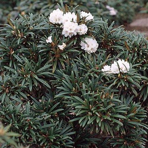 green giant thuja arborvitae Green Giant Arborvitae main image 0