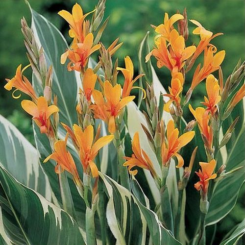 Canna 'Stuttgart' - Shoot