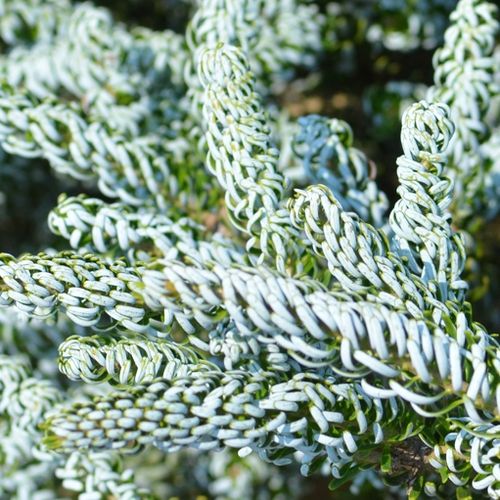 Abies koreana 'Silver Show' - Shoot
