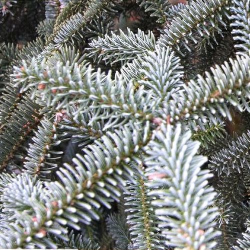 Abies numidica 'Glauca' - Shoot