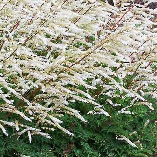 Aruncus 'Chantilly Lace' (Goat's Beard)