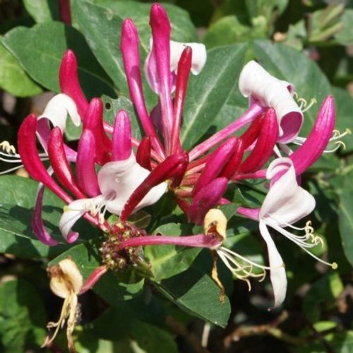 Lonicera periclymenum 'Caprilia Imperial' - Shoot
