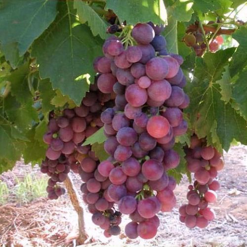 Red outlet cardinal grapes