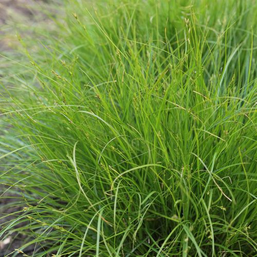 Carex Remota