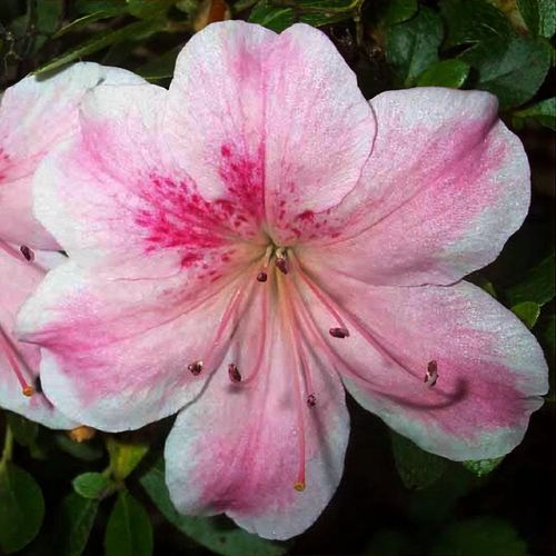 Rhododendron 'Haru-no-sono' - Shoot