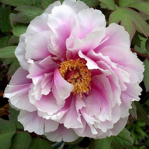 Paeonia 'Shimano-fuji' - Shoot