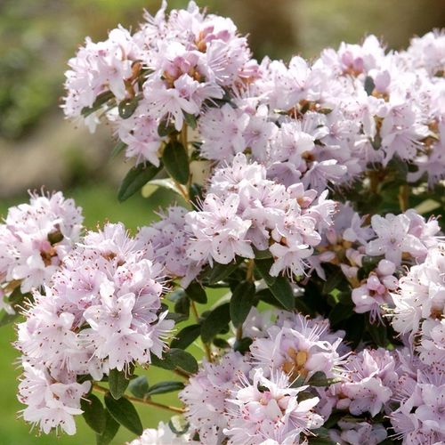 Rhododendron 'Album' - Shoot