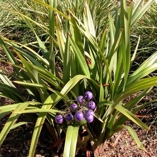 Dianella tasmanica 'Tasred' - Shoot