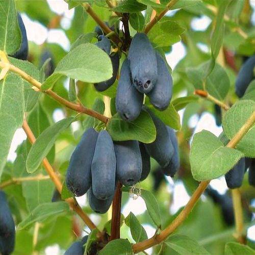 Lonicera caerulea var. kamtschatica 'Eisbar' - Shoot