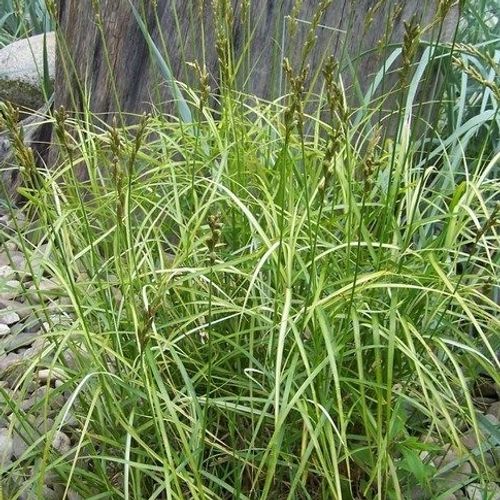 Carex muskingumensis 'Ice Fountains' - Shoot