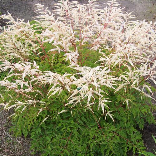 Aruncus 'Chantilly Lace' (Goat's Beard)