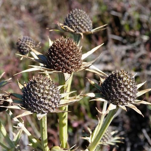 Previous Next 1 of 2