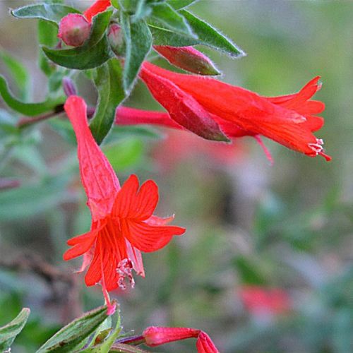 Zauschneria garrettii - Shoot