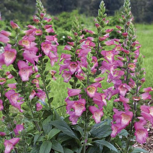 Previous Next 1 of 2