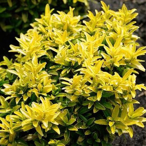 Euonymus japonicus 'Happiness' - Shoot
