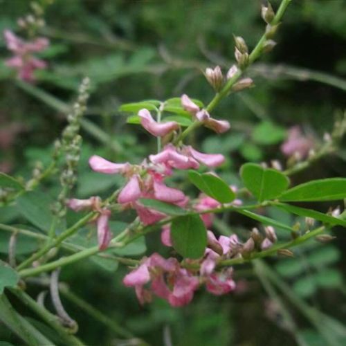 Indigofera pseudotinctoria - Shoot