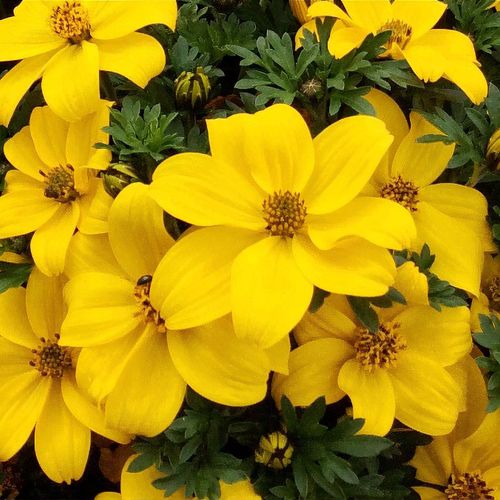 plant_25821_shoot_201807111927