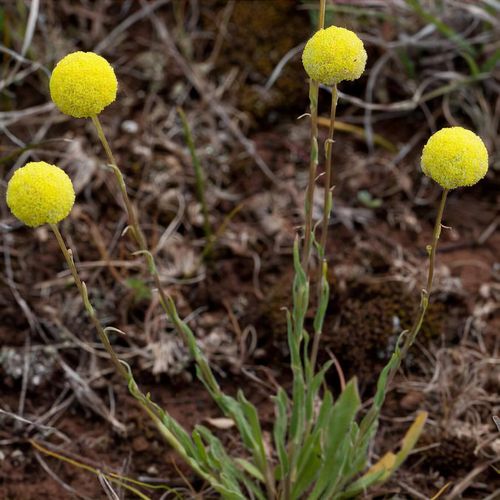 Craspedia glauca - Shoot