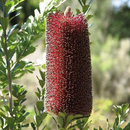 plant buddleia Mop Top Fountain Butterfly Bush (Buddleia)