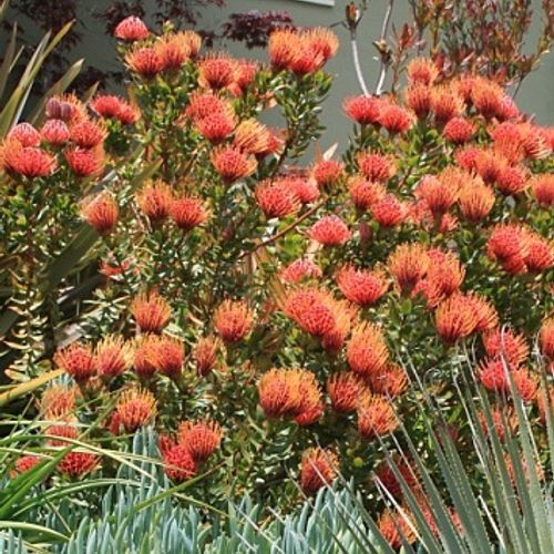Leucospermum 'Scarlet Ribbon' (Pincushion)