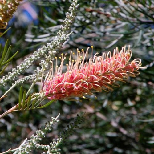 Grevillea 'Coconut Ice' - Shoot