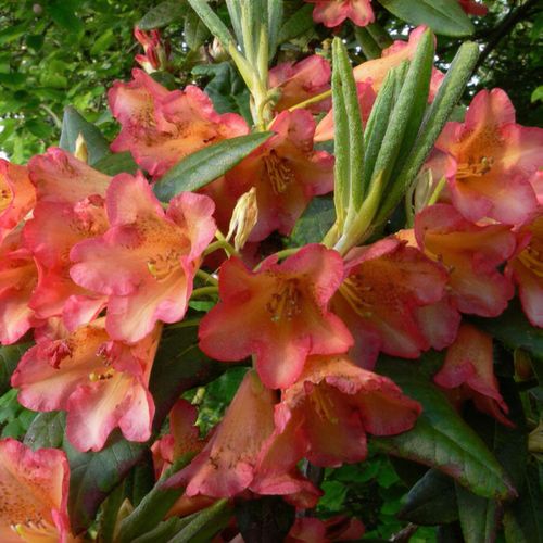 Rhododendron dichroanthum subsp. scyphocalyx - Shoot