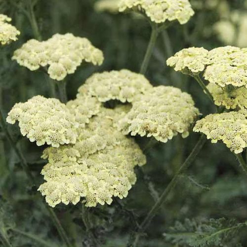 Achillea Moon Dust