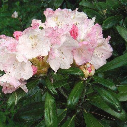 Rhododendron 'Happy' - Shoot