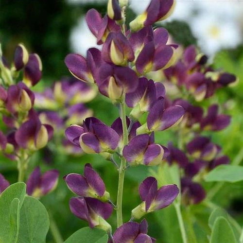 Previous Next 1 of 3