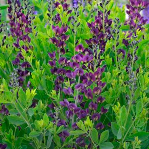 Previous Next 1 of 3