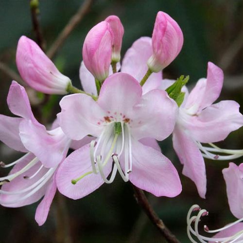 Rhododendron vaseyi - Shoot