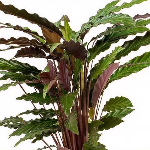 miss calathea Calathea Peacock Plant : Pet Safe Plants for Plant Lovers - (6 Pot)   Makoyana - Prayer Plant