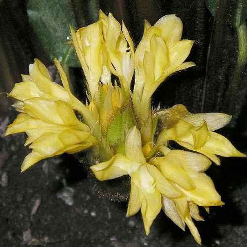 Previous Next 1 of 2