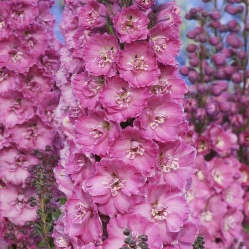Delphinium, New Millennium - Sweethearts