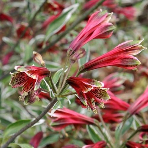 Alstroemeria psittacina 'Royal Star' - Shoot