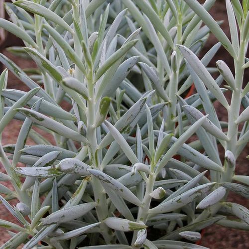 Curio ficoides 'Mount Everest' - Shoot