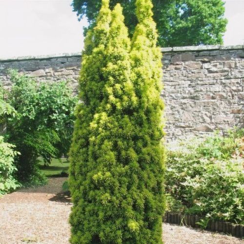Taxus baccata 'David' - Shoot