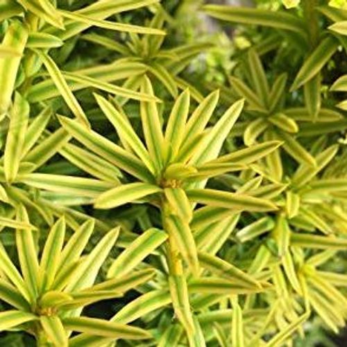 lila topfpflanze Ceanothus impressus Victoria – Lila Blume – Topf 19 cm, Höhe 90 cm —  Planten247.nl