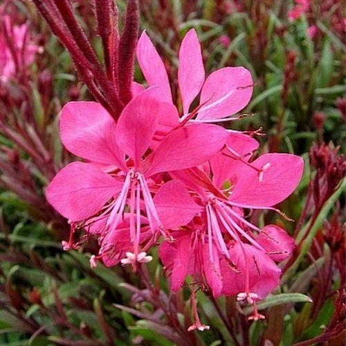 Gaura lindheimeri BELLEZA® Dark Pink (Beeblossom)