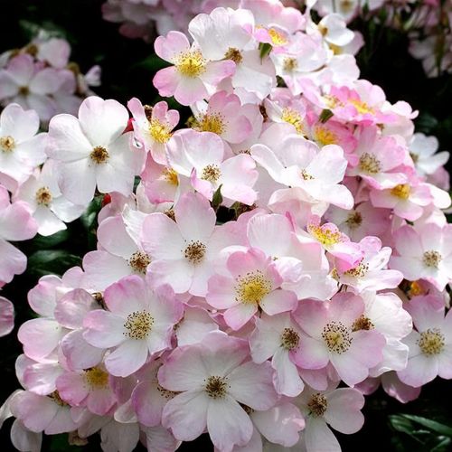 Roza出品 Nike Kobe 9 Elite Protro Christmas 2024 FZ7335-600 Men's Size 8