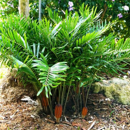 Zamia pumila - Shoot