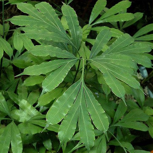 Cycas multipinnata - Shoot