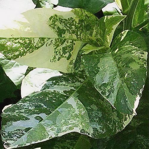 variegated tobacco Nicotiana tabacum 'Variegata'