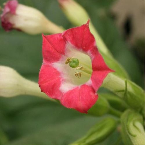 Nicotiana tabacum red-flowered