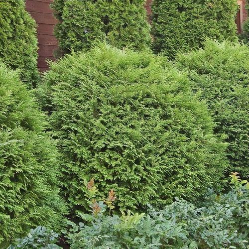 thuja smaragd 160-180 Thuja occidentalis 'Smaragd' Solitär main image 0